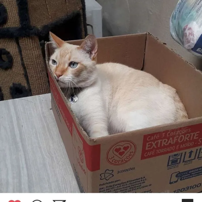 Gato ra a SDR idade 3 anos nome Alvinho