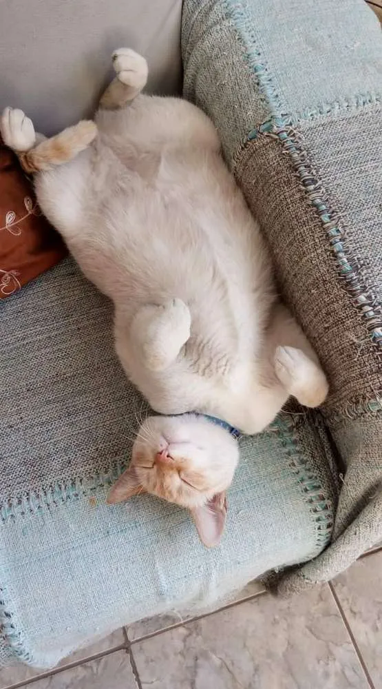 Gato ra a SDR idade 3 anos nome Alvinho