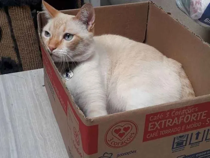 Gato ra a SDR idade 3 anos nome Alvinho