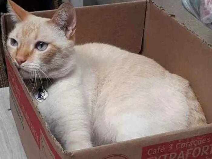 Gato ra a SDR idade 3 anos nome Alvinho