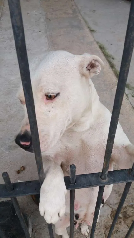 Cachorro ra a Pitbull idade 2 anos nome Pipoca