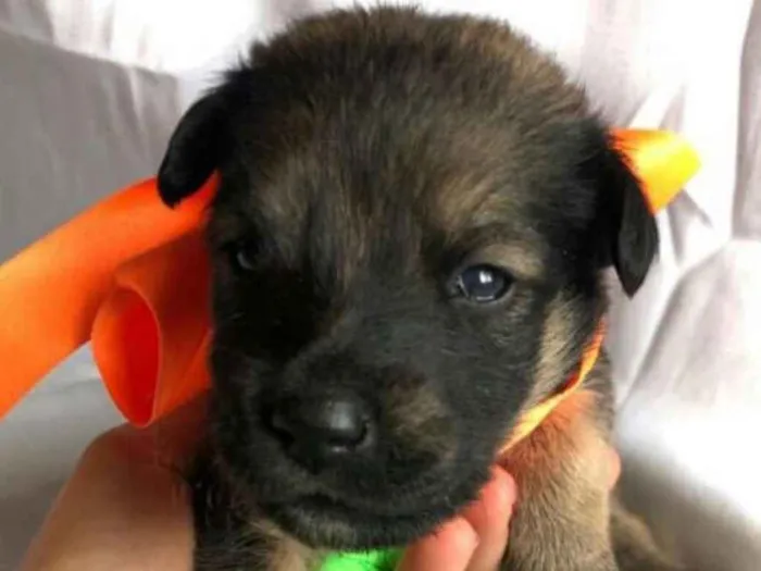 Cachorro raça  idade Abaixo de 2 meses nome Filhotes Mônica 