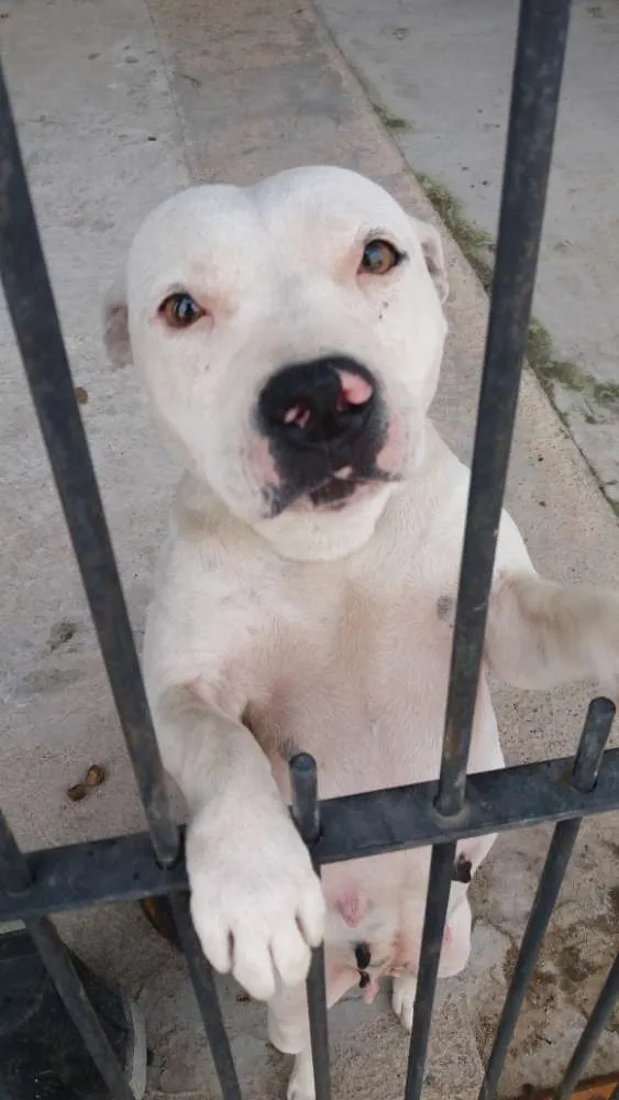 Cachorro ra a Pitbull idade 2 anos nome Pipoca