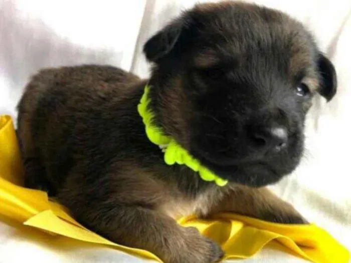 Cachorro raça  idade Abaixo de 2 meses nome Filhotes Mônica 