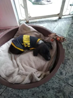 Cachorro raça srd idade 2 a 6 meses nome Sem nome