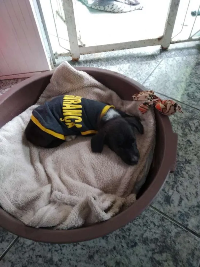 Cachorro ra a srd idade 2 a 6 meses nome Sem nome