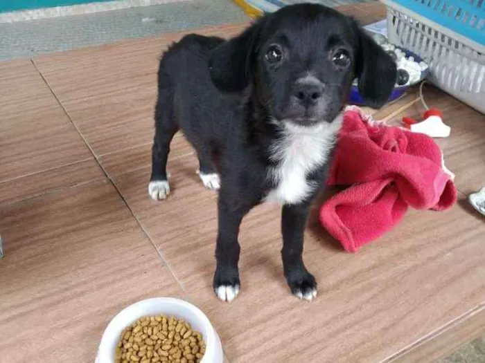Cachorro ra a srd idade 2 a 6 meses nome Sem nome