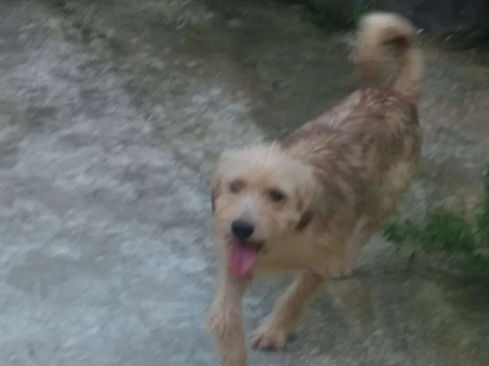 Cachorro raça Srd idade 1 ano nome Luck