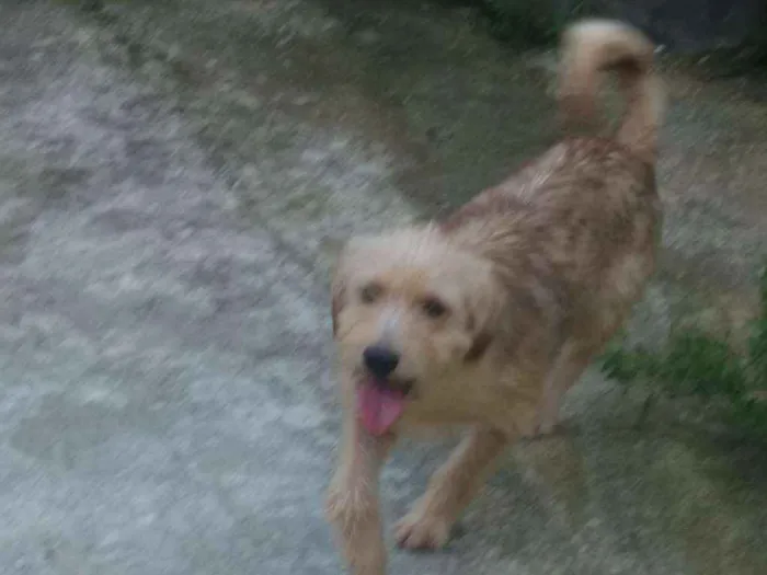 Cachorro raça Srd idade 1 ano nome Luck