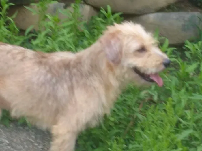 Cachorro raça Srd idade 1 ano nome Luck