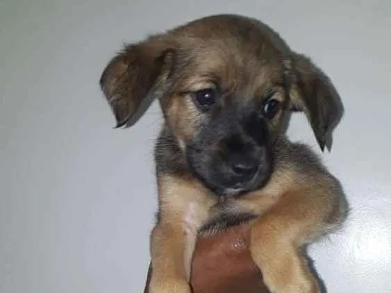 Cachorro ra a Srd idade 2 a 6 meses nome Pequerrucho