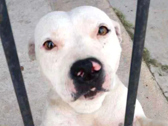 Cachorro ra a Pitbull idade 2 anos nome Pipoca