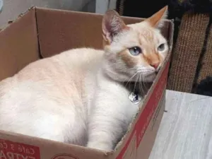 Gato raça SDR idade 3 anos nome Alvinho