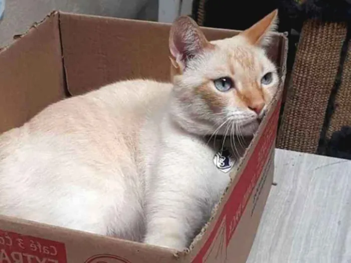 Gato ra a SDR idade 3 anos nome Alvinho