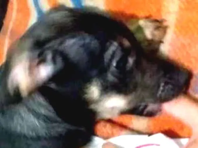 Cachorro raça vira lata  idade Abaixo de 2 meses nome Luna