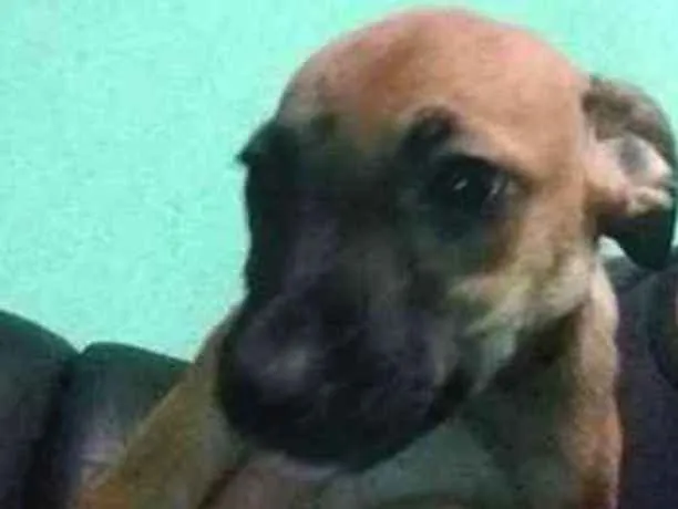 Cachorro raça vira lata  idade Abaixo de 2 meses nome Feijão 