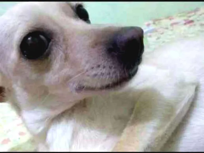 Cachorro ra a Mãe pinscher pai chitsu idade 2 anos nome Capitu