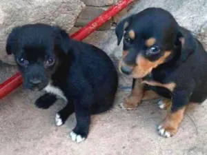 Cachorro raça Srd idade Abaixo de 2 meses nome Filhotes 