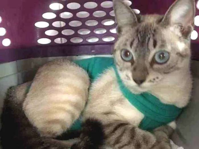 Gato ra a Srd idade 7 a 11 meses nome Catarina