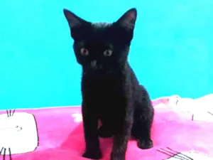 Gato raça Srd idade 2 a 6 meses nome Romeu