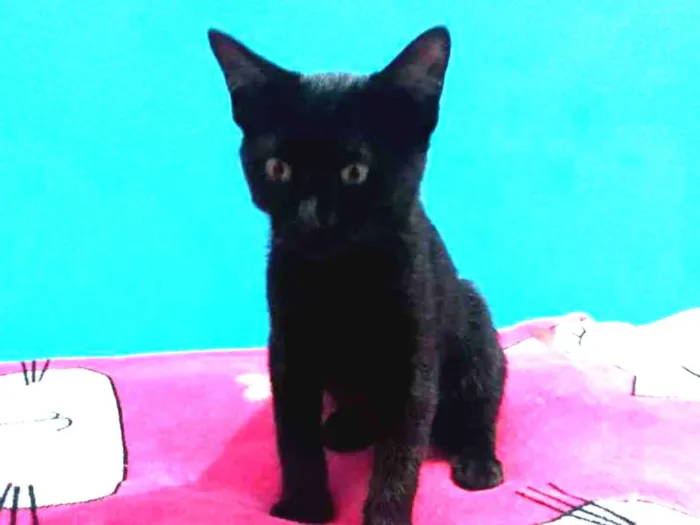 Gato ra a Srd idade 2 a 6 meses nome Romeu