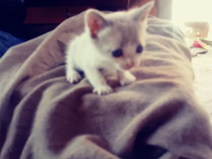 Gato raça Srd idade Abaixo de 2 meses nome Irmaos busca pé