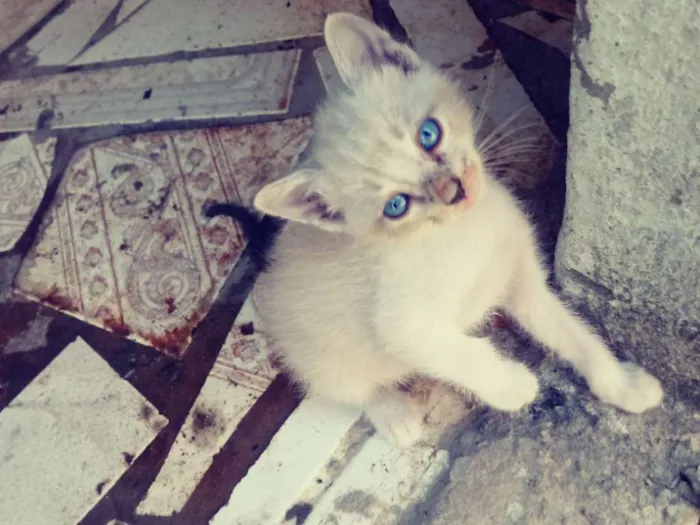 Gato raça Srd idade Abaixo de 2 meses nome Irmaos busca pé