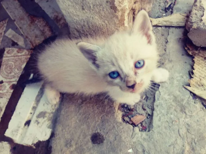 Gato raça Srd idade Abaixo de 2 meses nome Irmaos busca pé