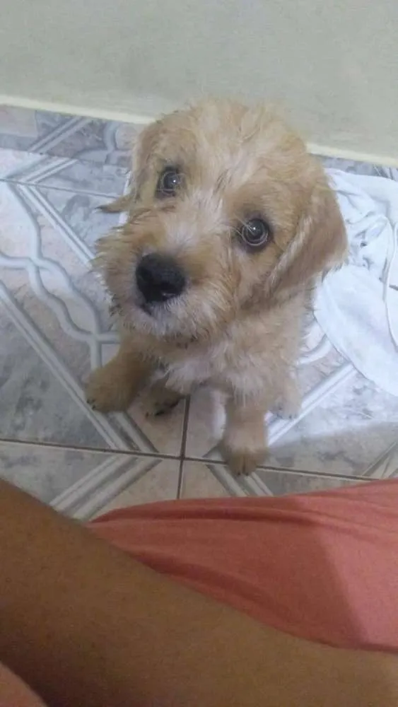 Cachorro ra a Srd idade 2 a 6 meses nome Ody