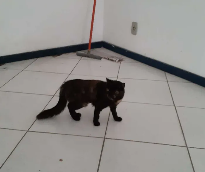 Gato ra a Srd idade 2 a 6 meses nome Jogados