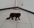 Jogados