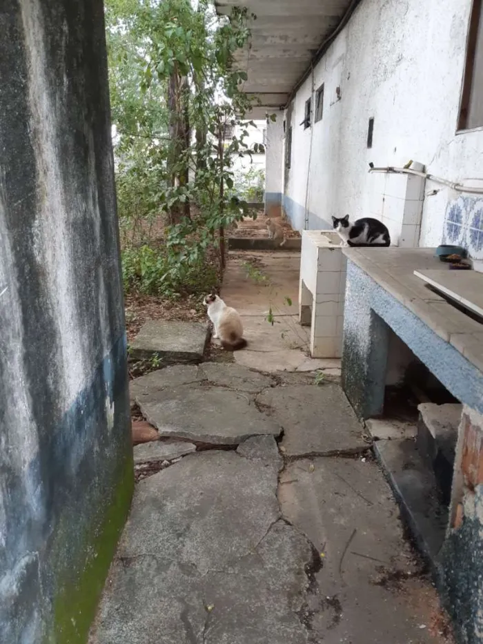 Gato ra a Srd idade 2 a 6 meses nome Jogados