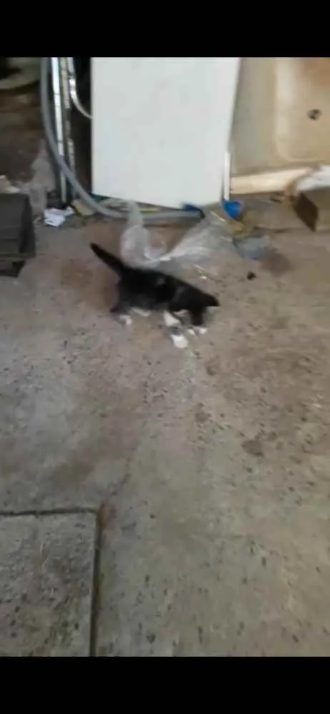 Gato raça Srd idade Abaixo de 2 meses nome Sem nomes