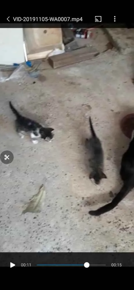Gato raça Srd idade Abaixo de 2 meses nome Sem nomes