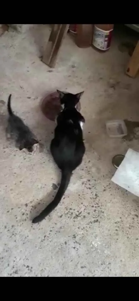 Gato raça Srd idade Abaixo de 2 meses nome Sem nomes