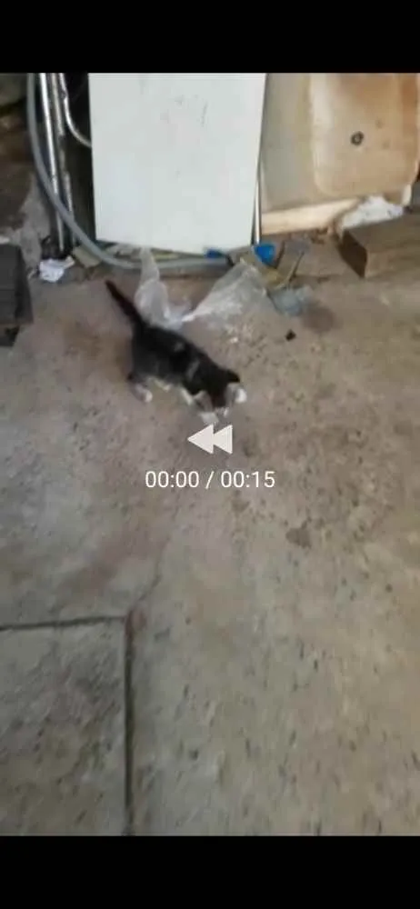 Gato raça Srd idade Abaixo de 2 meses nome Sem nomes