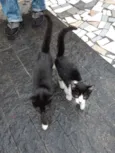 Descartados
