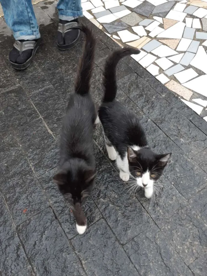Gato ra a Srd idade 2 a 6 meses nome Descartados