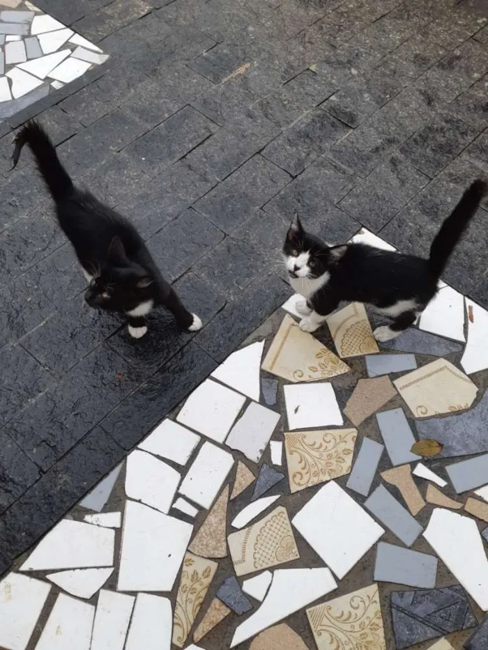 Gato ra a Srd idade 2 a 6 meses nome Descartados