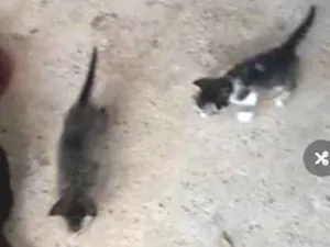Gato raça Srd idade Abaixo de 2 meses nome Sem nomes