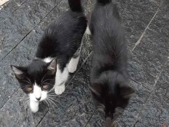 Gato ra a Srd idade 2 a 6 meses nome Descartados