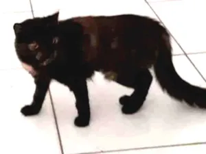 Gato raça Srd idade 2 a 6 meses nome Jogados