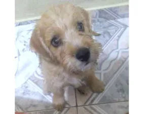 Cachorro raça Srd idade 2 a 6 meses nome Ody