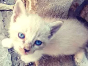Gato raça Srd idade Abaixo de 2 meses nome Irmaos busca pé