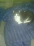 Pretinha