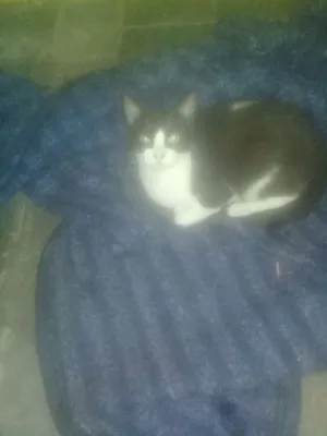 Gato raça Vira lata idade 2 a 6 meses nome Pretinha