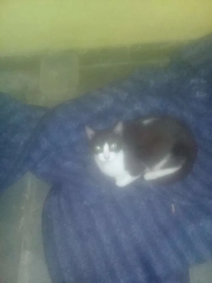 Gato raça Vira lata idade 2 a 6 meses nome Pretinha