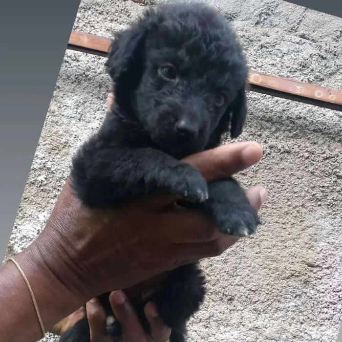 Cachorro raça SRD idade Abaixo de 2 meses nome Filhotinhos