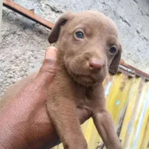 Cachorro raça SRD idade Abaixo de 2 meses nome Filhotinhos