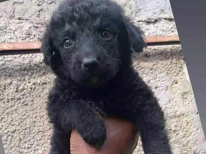 Cachorro raça SRD idade Abaixo de 2 meses nome Filhotinhos